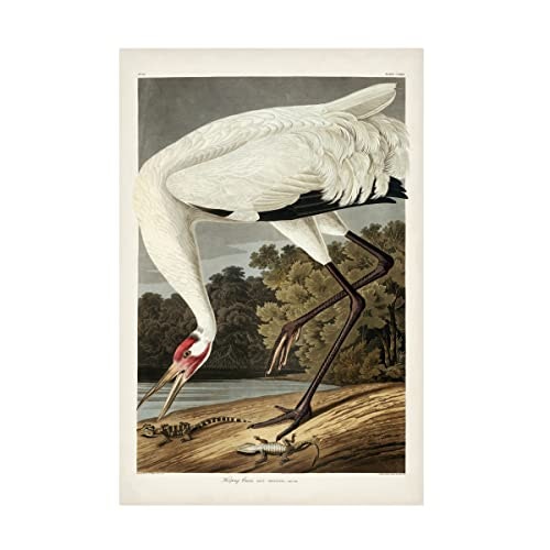 Trademark Fine Art John James Audubon Hooping Crane Canvas Art 30x47: $72.64 Trademark Fine Art John James Audubon Hooping Crane Canvas Art 30x47: $72.64