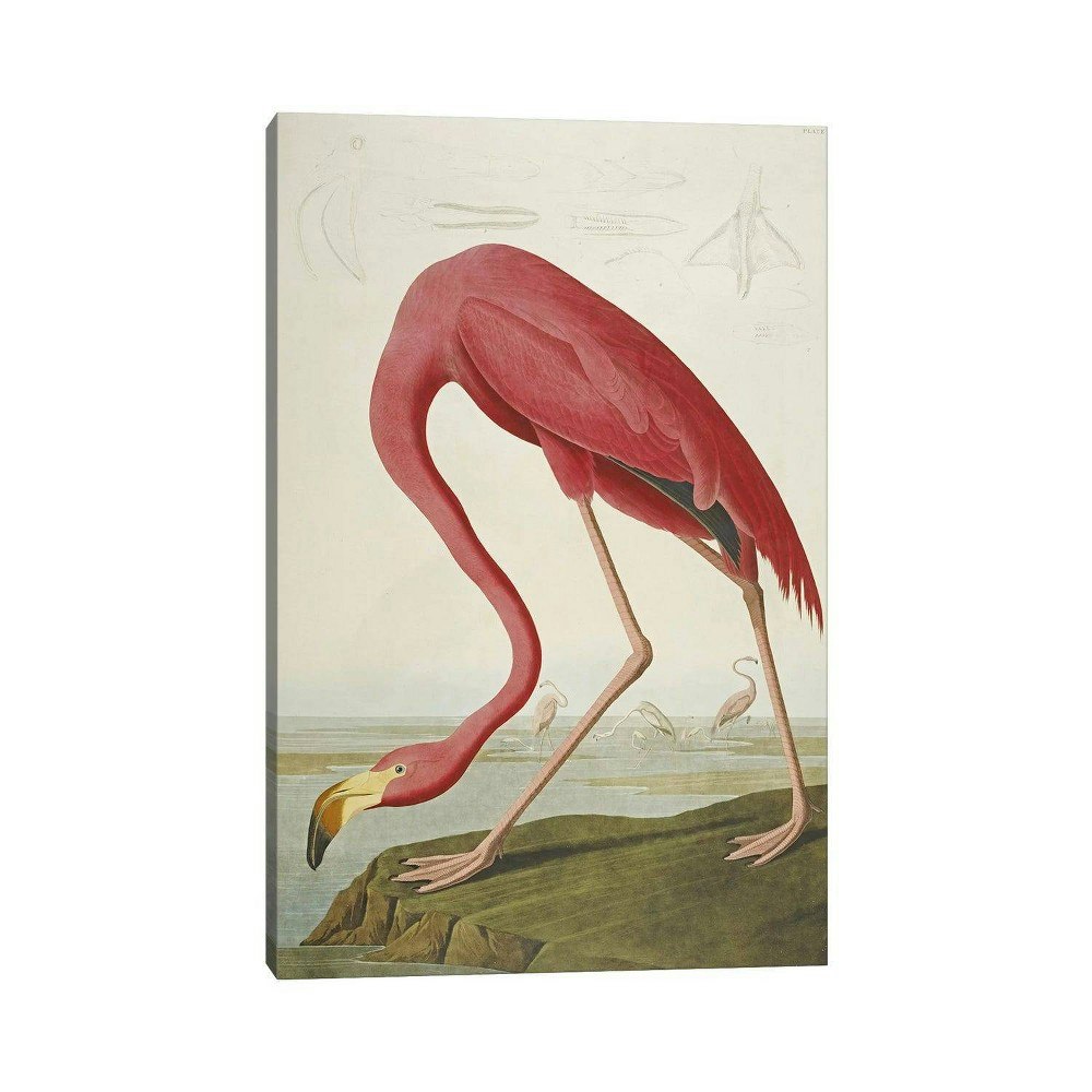 American Flamingo by John James Audubon 40" x 26" Unframed Wall Canvas: $118.99 American Flamingo by John James Audubon 40" x 26" Unframed Wall Canvas: $118.99