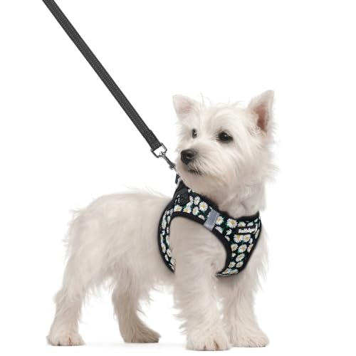 Rabbitgoo Small Dog Harness and Leash Set: $19.54 Rabbitgoo Small Dog Harness and Leash Set: $19.54