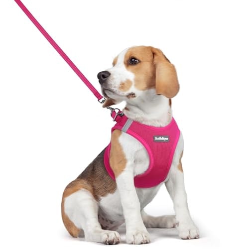 Rabbitgoo Medium Dog Harness and Leash Set: $16.12 Rabbitgoo Medium Dog Harness and Leash Set: $16.12