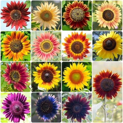 Sunflower Seed Variety Mix 300-Count: $6.78 Sunflower Seed Variety Mix 300-Count: $6.78