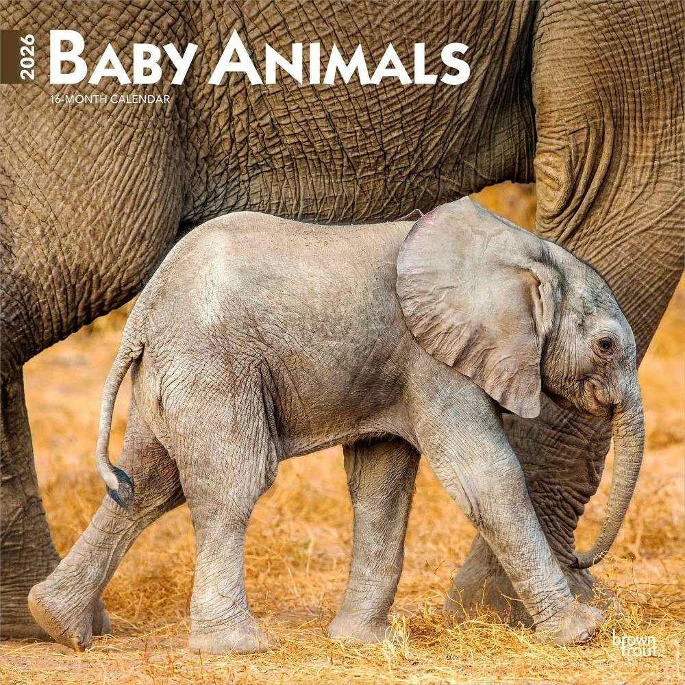BrownTrout 2026 Baby Animals Wall Calendar: $14.39 BrownTrout 2026 Baby Animals Wall Calendar: $14.39