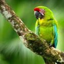 10-Night Costa Rica Flight, Hotel, and Tour Vacation for From $4,796 for 2