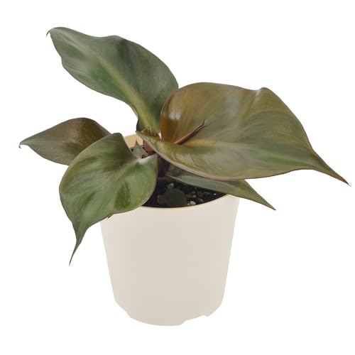 Arcadia Garden Products 4-inch Red Heart Philodendron Indoor Houseplant: $17.62 Arcadia Garden Products 4-inch Red Heart Philodendron Indoor Houseplant: $17.62