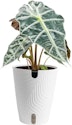 Costa Farms Plant Deals at Lowe's: Up to 30% off + free shipping