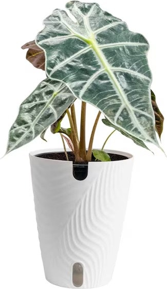 Costa Farms Plant Deals at Lowe's: Up to 30% off