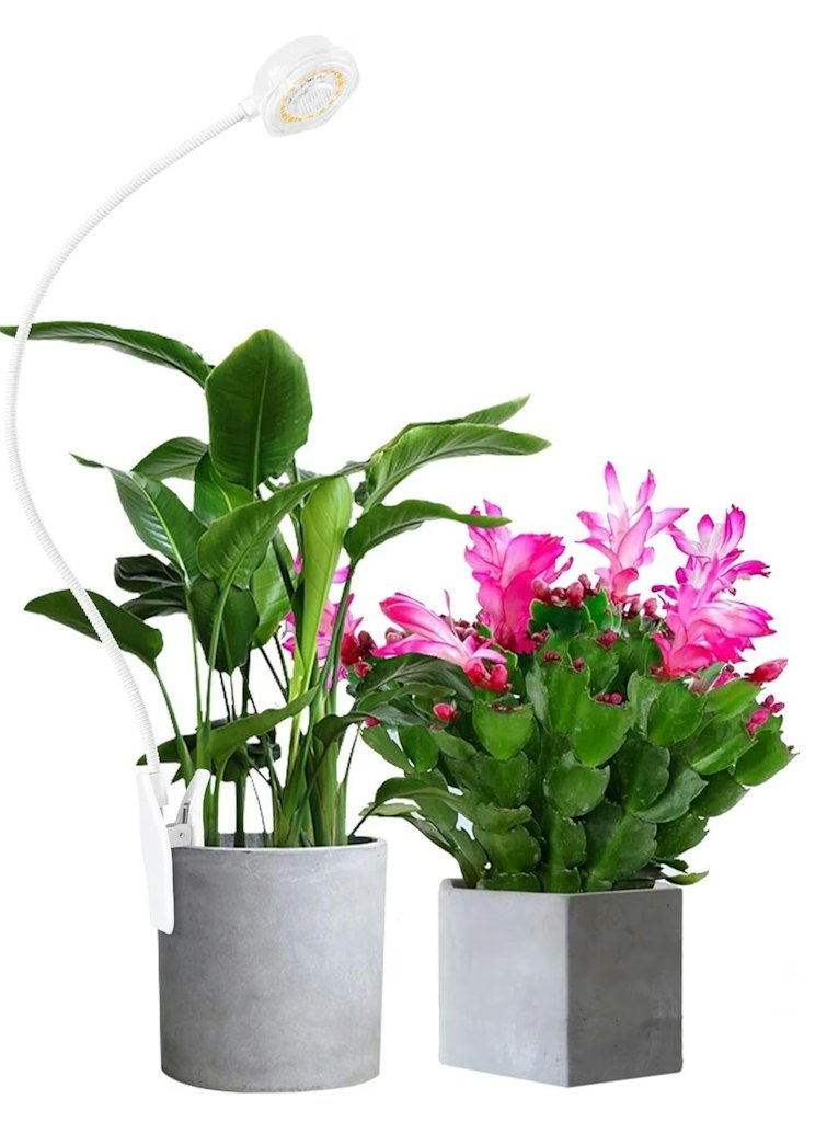 Walmart Live Plants & Planters Savings: Up to 40% off