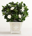 1800Flowers Plant & Garden Sale: Up to 30% off + free shipping for Passport members
