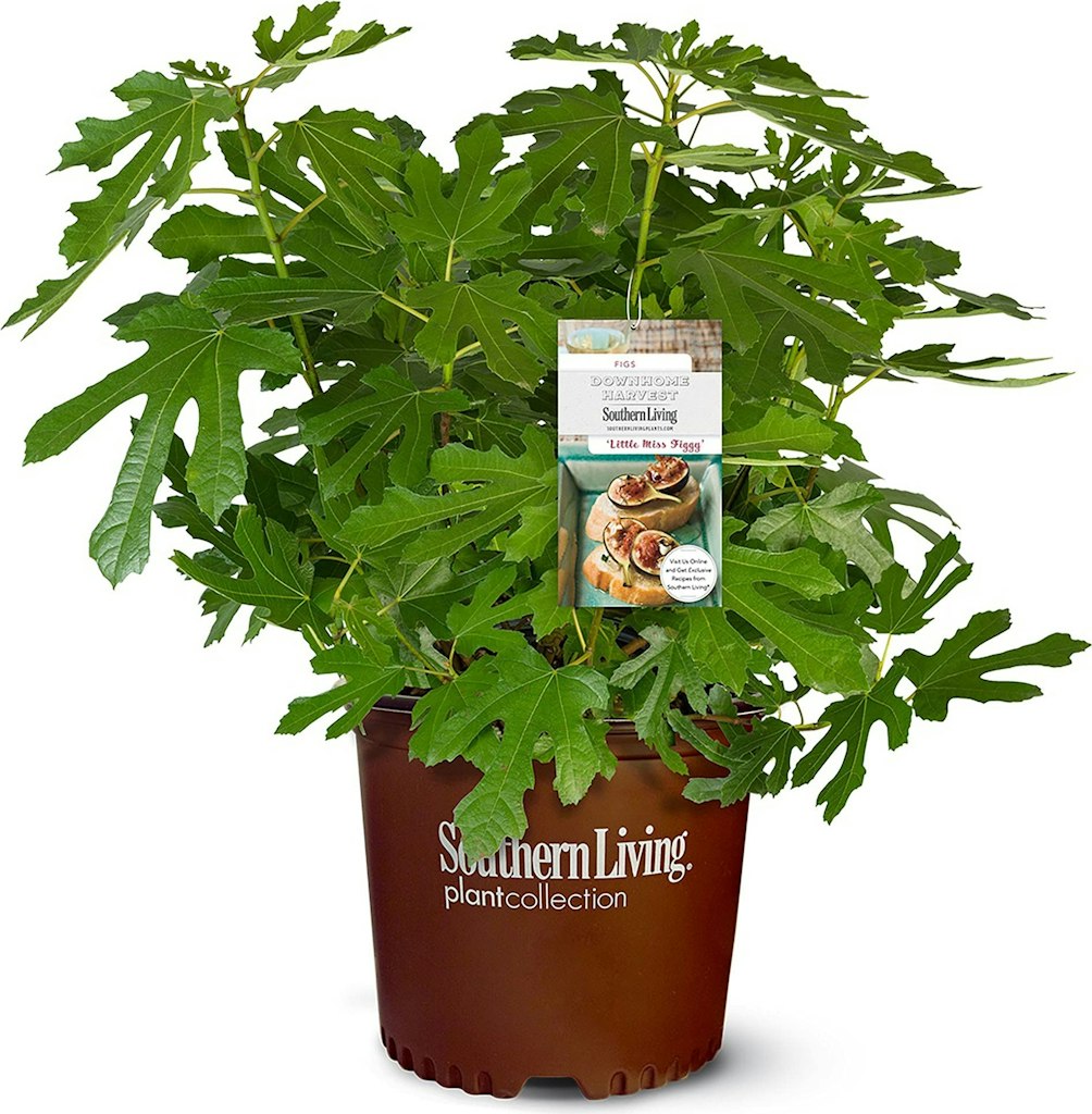 Southern Living 2-Gallon Little Miss Figgy Fig Plant: $22