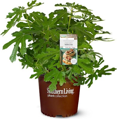 Southern Living 2-Gallon Little Miss Figgy Fig Plant for $22 + free shipping w/ Prime