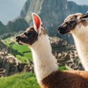 7-Night Peru Flight, Hotel, and Tour Vacation for From $1,998 for 2