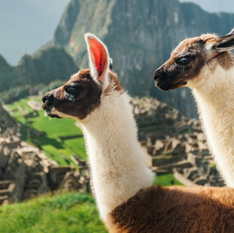 7-Night Peru Flight, Hotel, and Tour Vacation: From $1,998 for 2