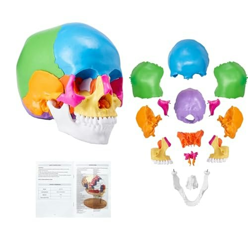Vevor Life-Size 22-Part Anatomical Human Skull Model: $41.90