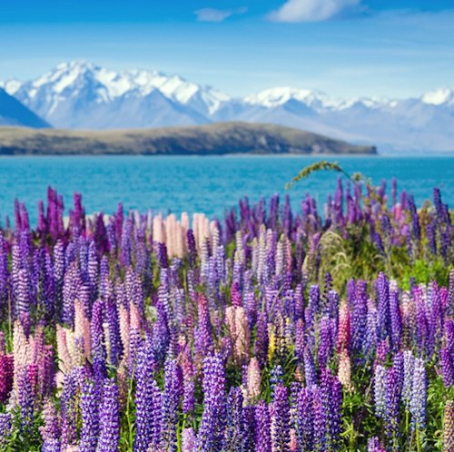 14-Night New Zealand Flight, Hotel, and Tour Vacation for From $7,938 for 2