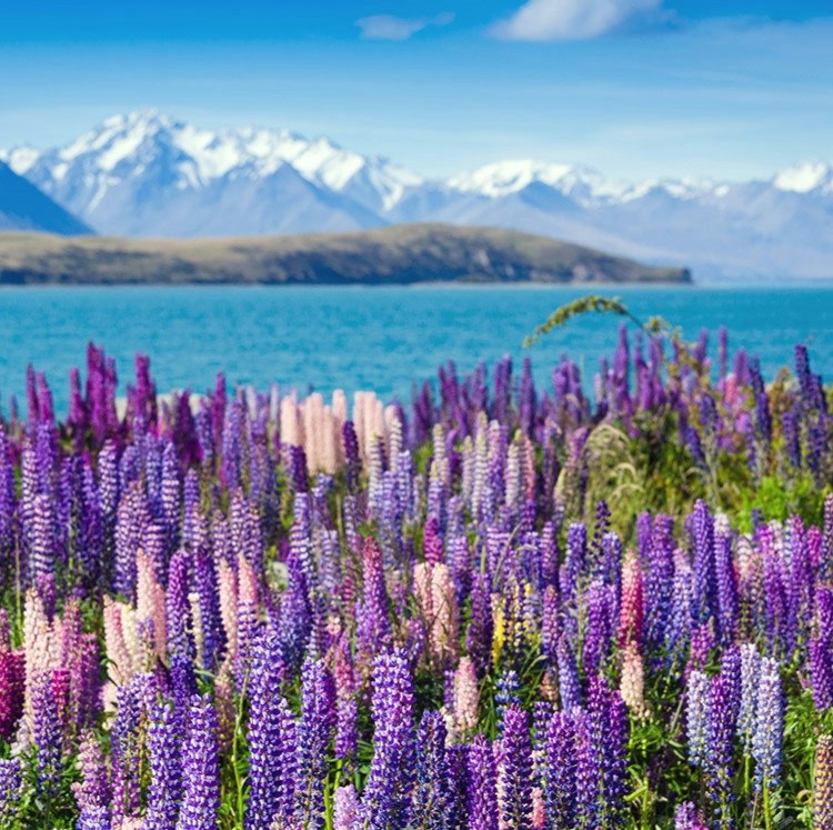 14-Night New Zealand Flight, Hotel, and Tour Vacation: From $7,938 for 2