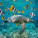 Windstar 13-Night Tahiti & Tuamotu Islands Cruise for From $16,294 for 2