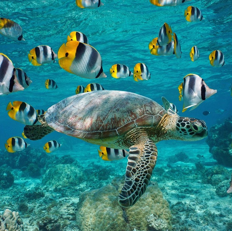 Windstar 13-Night Tahiti & Tuamotu Islands Cruise: From $16,294 for 2