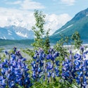 Oceania 11-Night Alaska Cruise for From $6,880 for 2