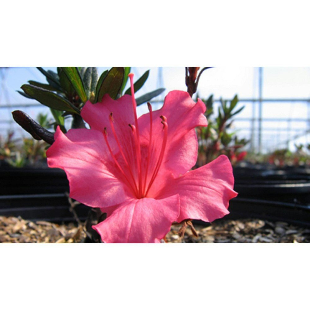 2.25-Gallon Rosa Azalea Plant: $35.99 2.25-Gallon Rosa Azalea Plant: $35.99