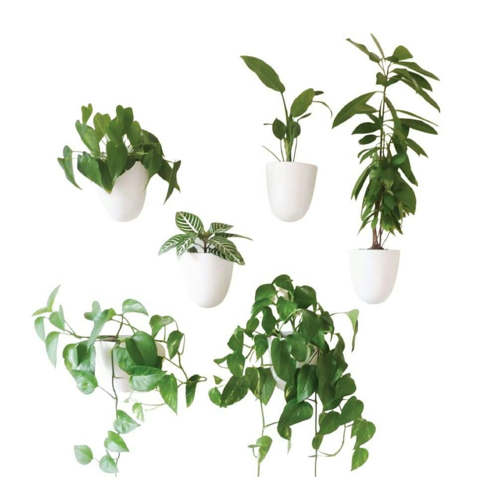 Self-Watering Plastic Wall Planter 6-Pack: $111.99 Self-Watering Plastic Wall Planter 6-Pack: $111.99