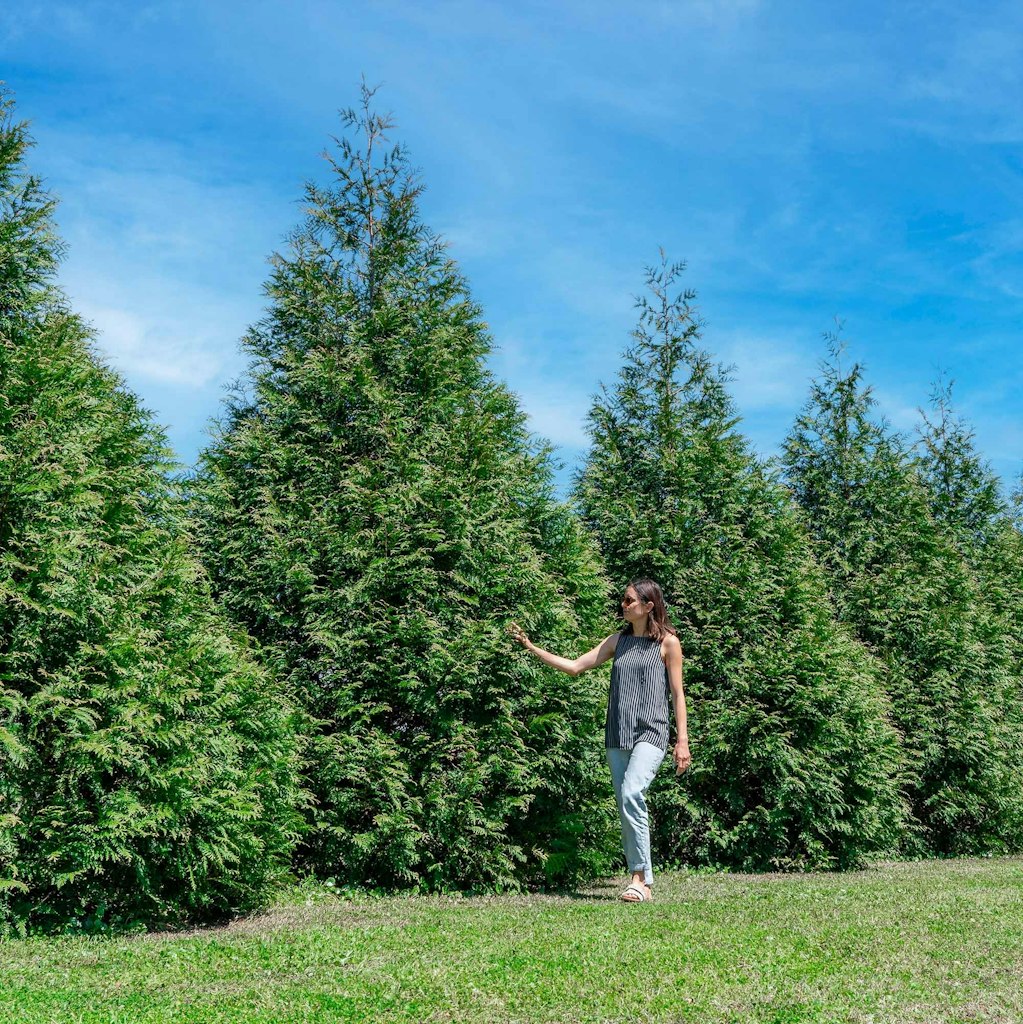 Perfect Plants Thuja Green Giant Arborvitae Liner Privacy Trees 18-Pack: $49