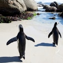13-Night Kenya, Victoria Falls, Botswana & South Africa Flight, Hotel, and Tour Vacation for From $17,098 for 2