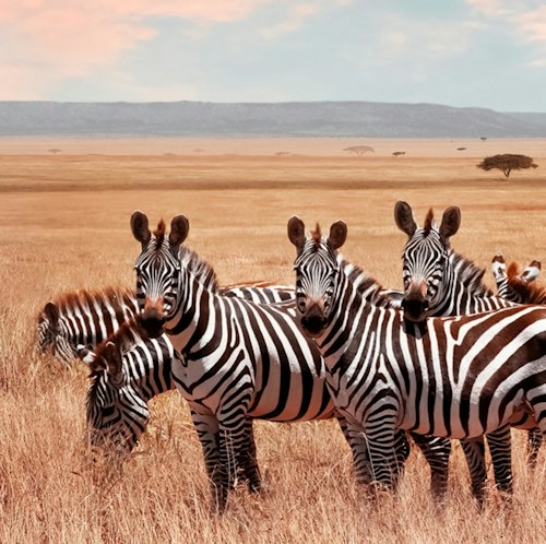 9-Night Kenya & Tanzania Flight, Hotel, and Safari Vacation for From $13,498 for 2