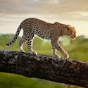 8-Night Kenya Flight, Hotel, and Safari Vacation for From $9,498 for 2