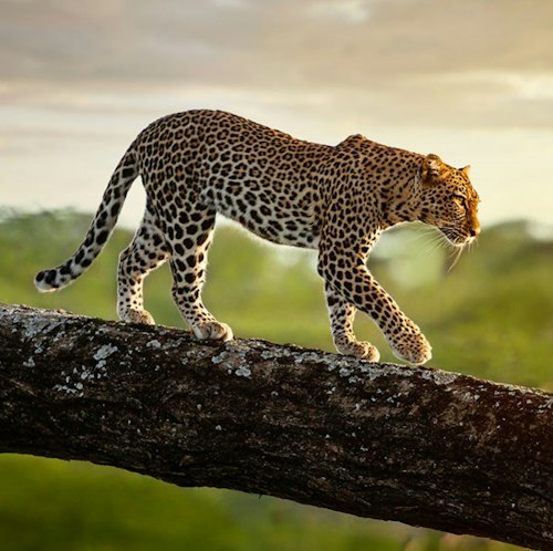 8-Night Kenya Flight, Hotel, and Safari Vacation for From $9,498 for 2