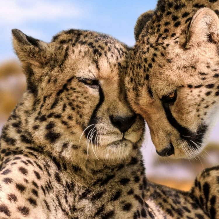 8-Night Tanzania Small-Group Flight, Hotel, and Safari Vacation: From $12,898 for 2