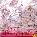Princess 10-Night Japan Explorer Cherry Blossoms Cruise for From $4,362 for 2