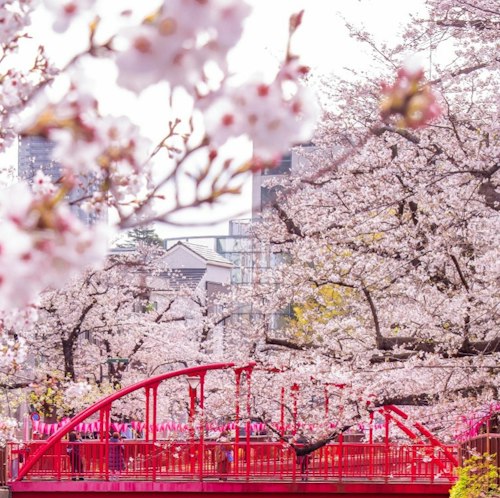 Princess 10-Night Japan Explorer Cherry Blossoms Cruise for From $4,362 for 2