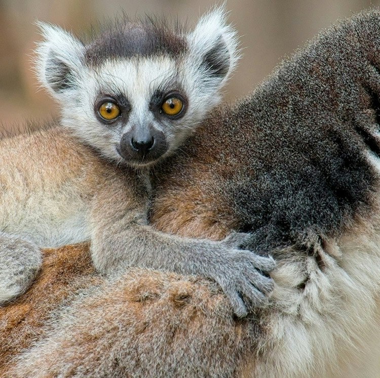 11-Night Madagascar Flight, Hotel, and Tour Vacation: From $9,638 for 2 11-Night Madagascar Flight, Hotel, and Tour Vacation: From $9,638 for 2