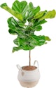 Costa Farms House Plant Deals at Lowe's: Up to 39% off + free delivery