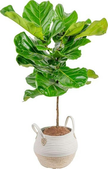 Costa Farms House Plant Deals at Lowe's: Up to 39% off