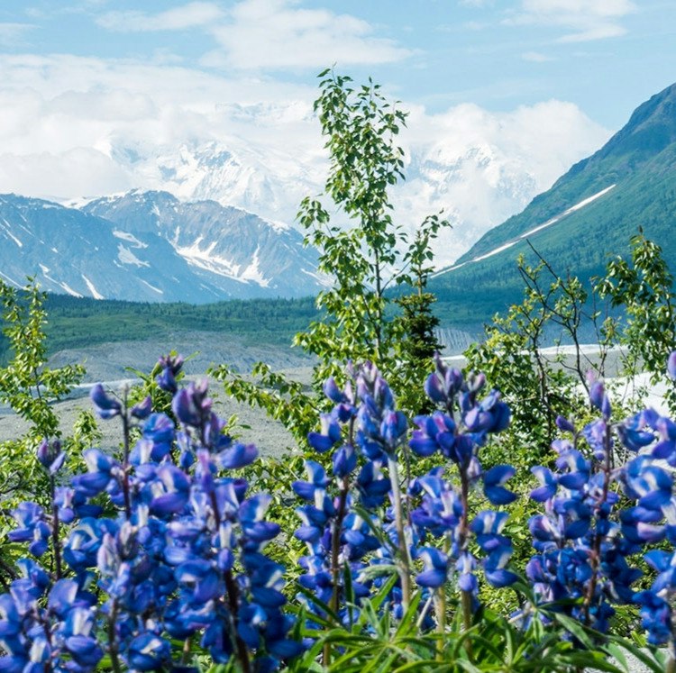 Oceania 11-Night Alaska Cruise: From $6,880 for 2