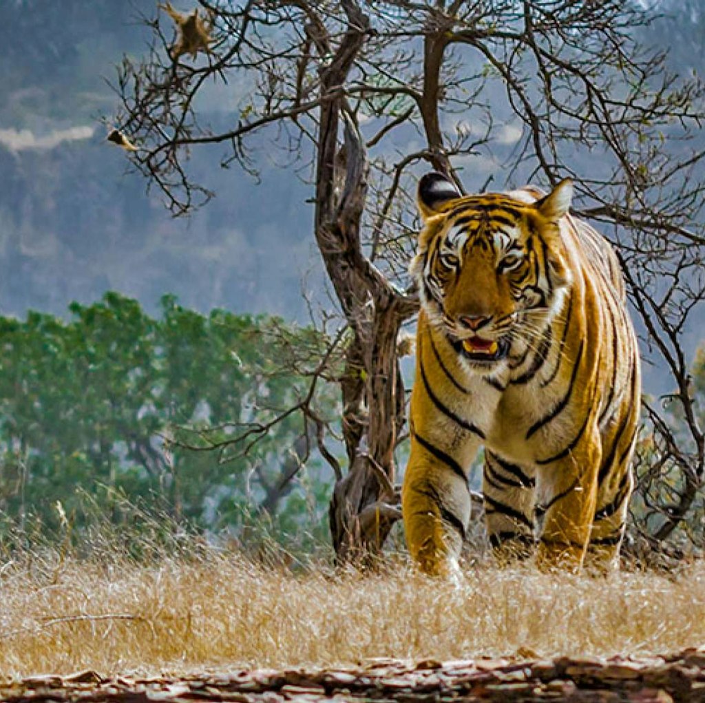 30-Night India & Southeast Asia Flight, Hotel, Rail, Tour, and Cruise Vacation: From $15,998 for 2