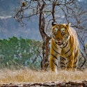 30-Night India & Southeast Asia Flight, Hotel, Rail, Tour, and Cruise Vacation for From $15,998 for 2