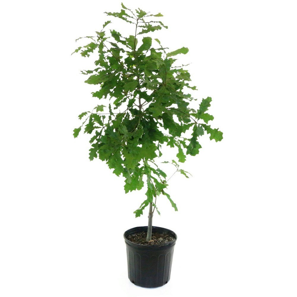 Overcup Oak Tree 2.25-Gallon: $44.99 Overcup Oak Tree 2.25-Gallon: $44.99