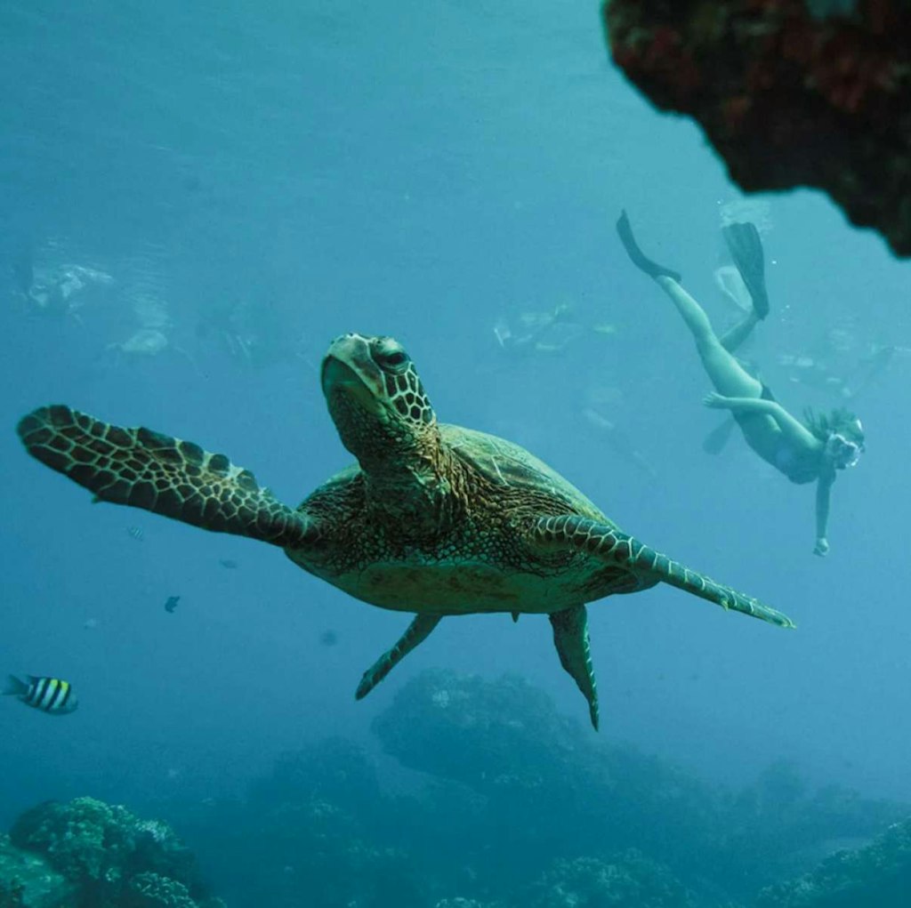 UnCruise Adventures 7-Night Hawaiian Seascapes Cruise: From $17,400 for 2 UnCruise Adventures 7-Night Hawaiian Seascapes Cruise: From $17,400 for 2