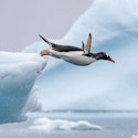 Seabourn 11-Night Antarctica Expedition Cruise for From $31,996 for 2