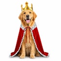 Dog King Crown & Cape Halloween Costume for $10 + free shipping w/ Prime