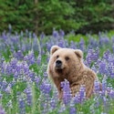 Holland America Line 10-Night Alaska Cruise & Denali Tour for From $3,888 for 2