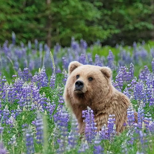 Holland America Line 10-Night Alaska Cruise & Denali Tour for From $3,888 for 2