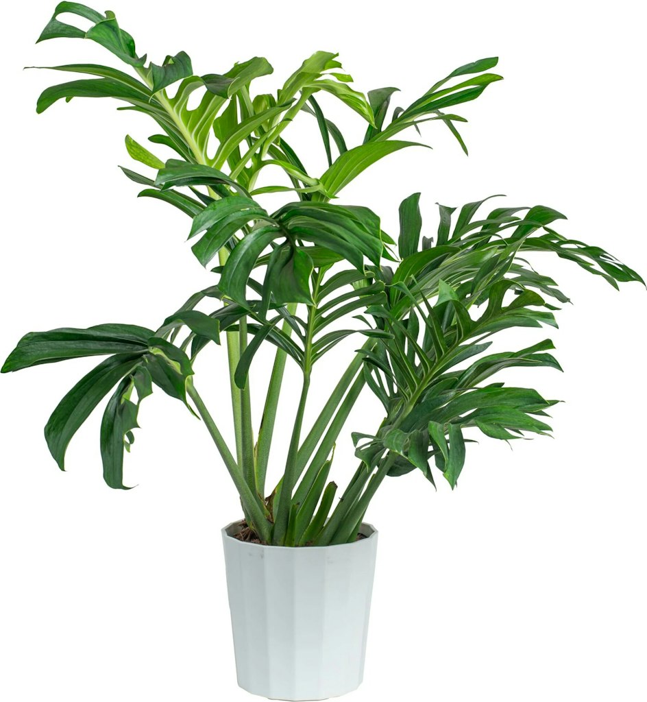 Costa Farms Plant Deals at Lowe's: Up to 45% off
