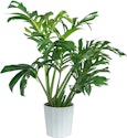 Costa Farms Plant Deals at Lowe's: Up to 45% off + free shipping