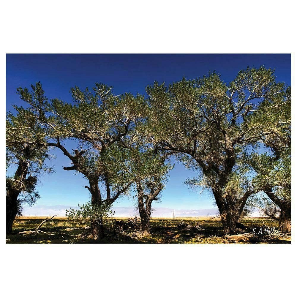 Tree Line by Steven A. Heller 20" x 30" Canvas Print: $70.33 Tree Line by Steven A. Heller 20" x 30" Canvas Print: $70.33