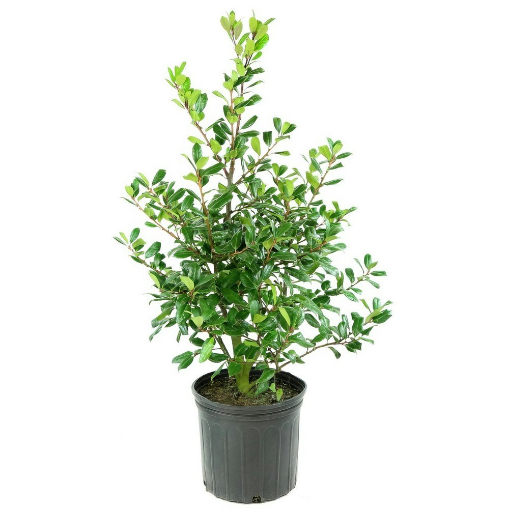 National Plant Network 3-Gallon Nellie R. Stevens Holly Plant: $30.99 National Plant Network 3-Gallon Nellie R. Stevens Holly Plant: $30.99
