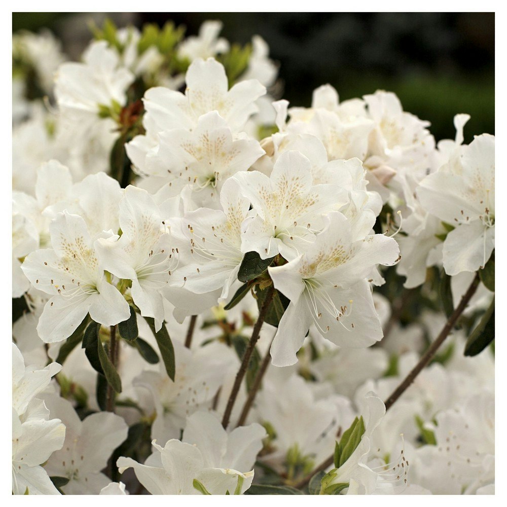 Azalea Snow Plant: $19.99 Azalea Snow Plant: $19.99
