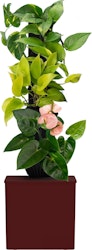 Tevatower Mini Smart Self-Watering Indoor Garden System for $63 + free shipping
